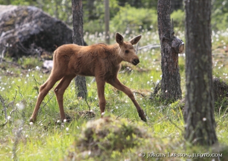 Moose calf Dalarna Sweden