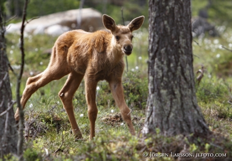 Mosse  calf  Dalarna