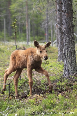 Moose calf Dalarna Sweden