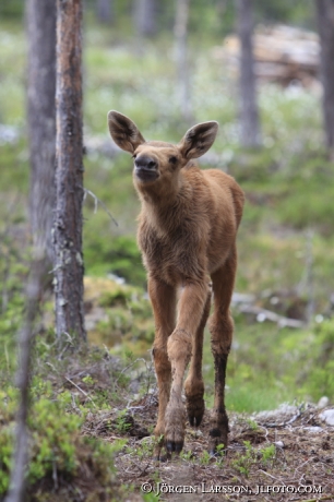 Moose calf Dalarna Sweden