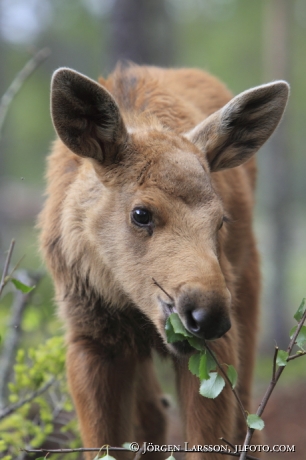 Moose calf Dalarna Sweden