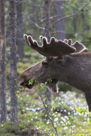 Moose Bull Dalarna Sweden