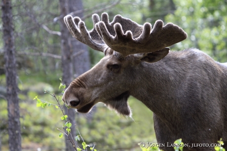 Moose Bull Dalarna Sweden