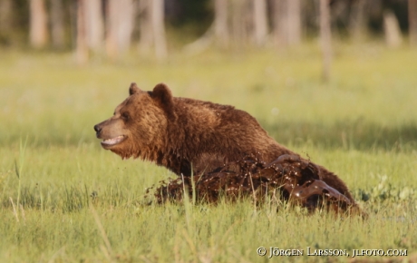 Brown Bear Ursus arctos Kuhmo Finland