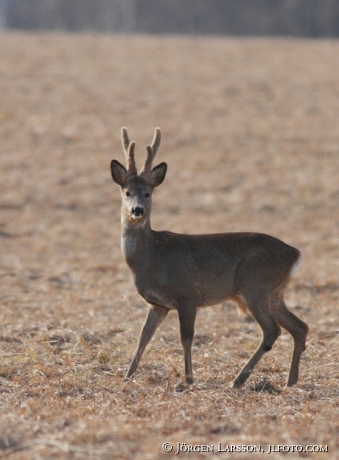 Roe dear Sodermanland Sweden