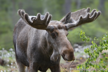 Moose bull  Dalarna Sweden