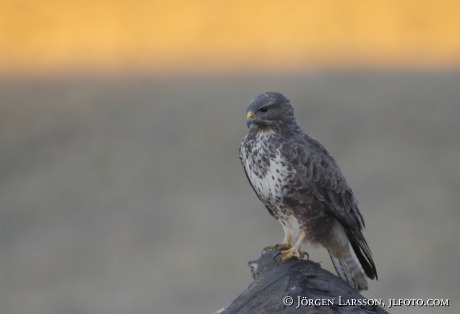 Ormvråk Buteo buteo  Björnlunda Södermanland