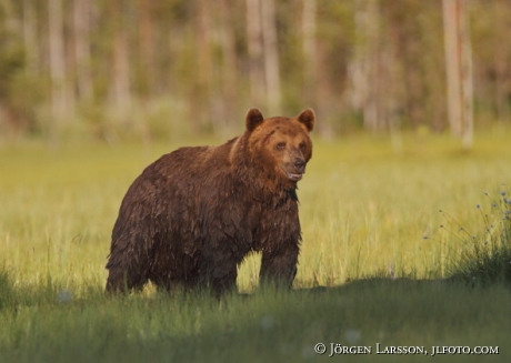 Brown Bear Ursus arctos Kuhmo Finland