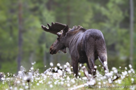 Mosse  Bull  Dalarna