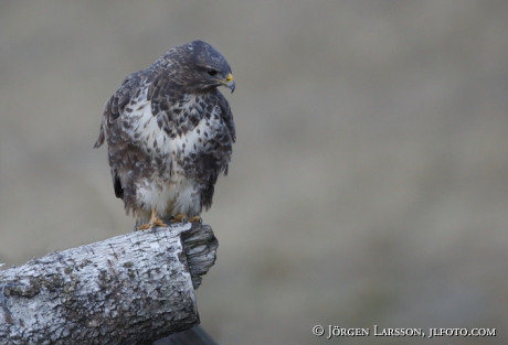 Ormvråk Buteo buteo  Björnlunda Södermanland 