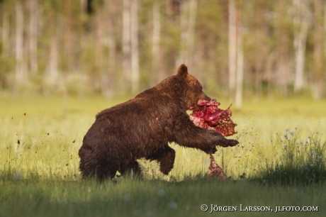 Brown Bear Ursus arctos Kuhmo Finland