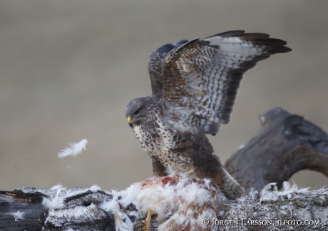 Ormvråk Buteo buteo  Björnlunda Södermanland 