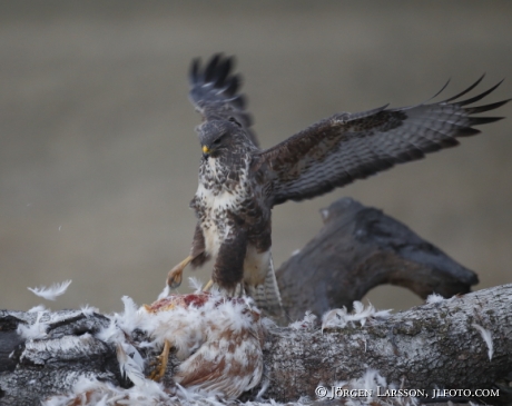 Ormvråk Buteo buteo  Björnlunda Södermanland 