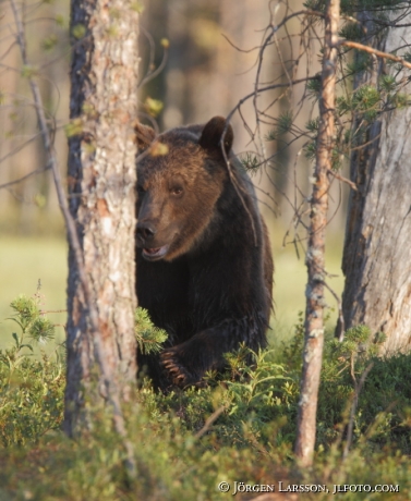 Bear Ursus arctos Kuhmo Finland