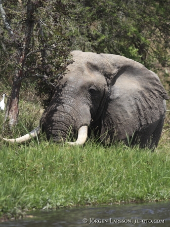 Elefant Murchinson nat park UGANDA