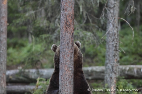 Brown Bear Ursus arctos Kuhmo Finland