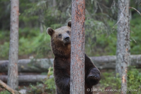 Brown Bear Ursus arctos Kuhmo Finland