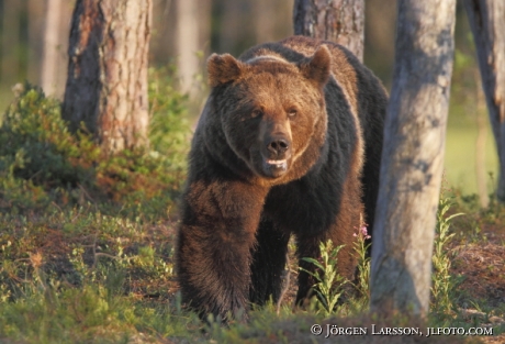 Brown Bear Ursus arctos Kuhmo Finland