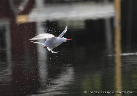 Fisktärna Sterna hirundo Småland 