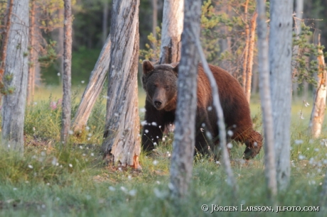 Brown Bear Ursus arctos Kuhmo Finland