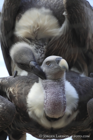 African white-backed vulture