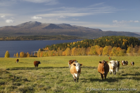 Åreskutan