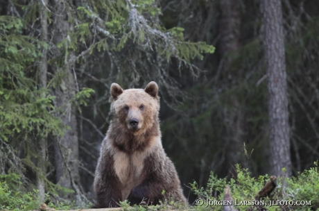 Brown Bear Ursus arctos Kuhmo Finland