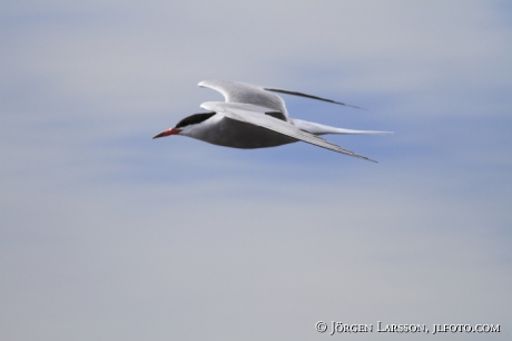 Fisktärna Sterna hirundo Småland 