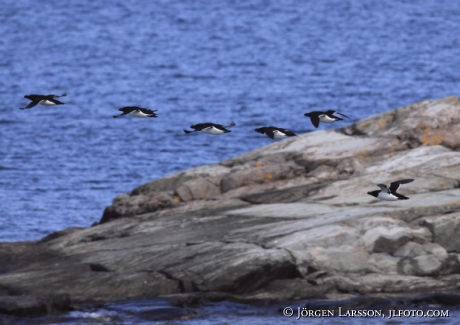 Razorbill Alca torda Smaland Sweden