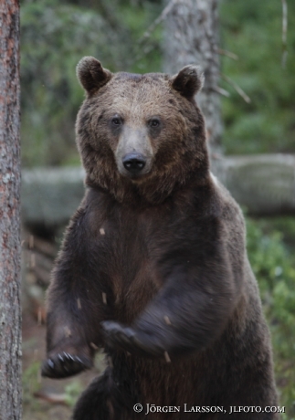 Brown Bear Ursus arctos Kuhmo Finland