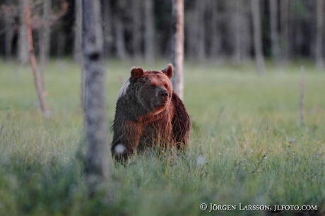 Brown Bear Ursus arctos Kuhmo Finland