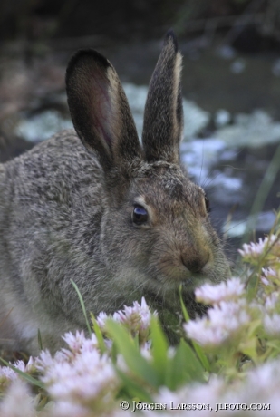 Hare Lepus europaeus