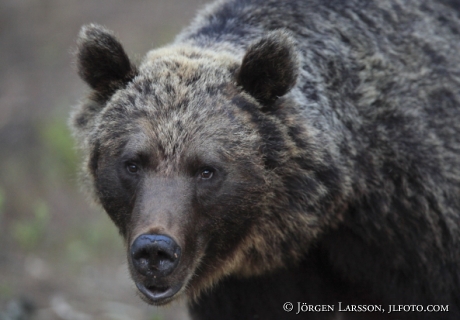 Brown Bear Ursus arctos Kuhmo Finland