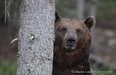 Brown Bear Ursus arctos Kuhmo Finland