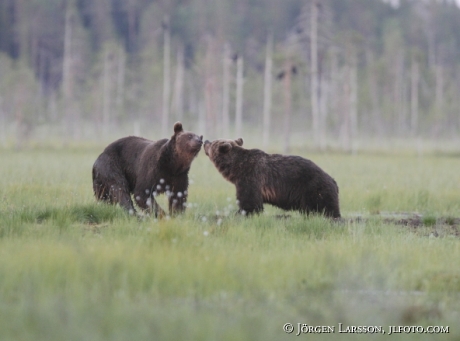 Brown Bear Ursus arctos Kuhmo Finland