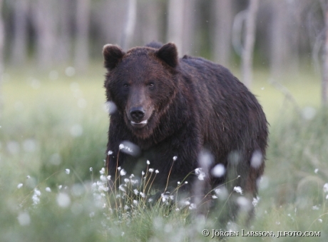 Bear Ursus arctos Kuhmo Finland