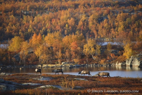 Reindeer  Katterjåkk Lappland Sweden