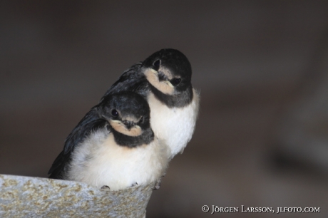 Ladusvala Hirundo rustica Småland