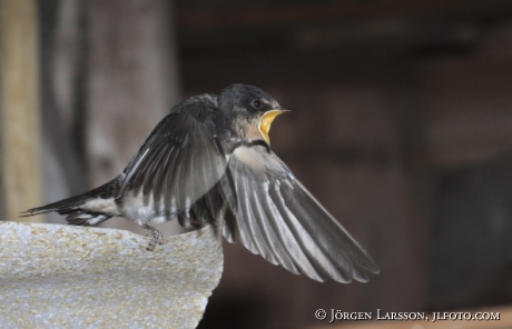 Ladusvala Hirundo rustica Småland