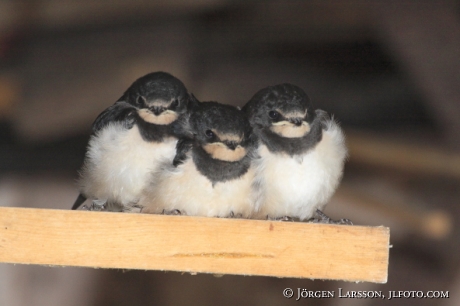 Ladusvala Hirundo rustica Småland