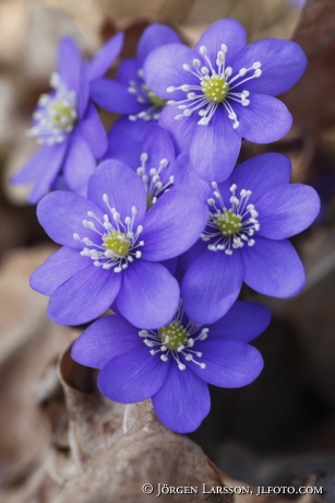 Blåsippor Herpatica nobilis