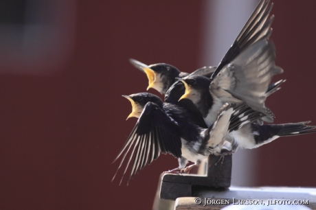 Ladusvala Hirundo rustica Småland