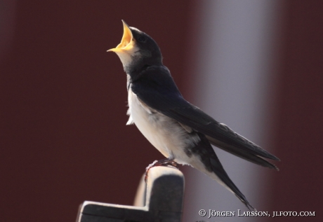 Ladusvala Hirundo rustica Småland