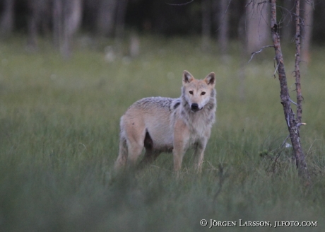 Wolf  canis lupus