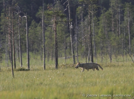 Wolf Canis lupus  Kuhmo Finland