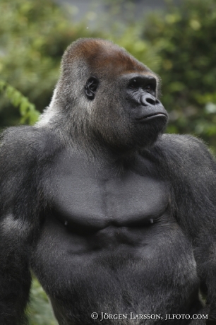 Gorilla