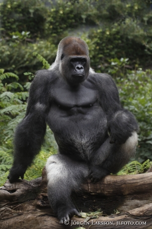 Gorilla