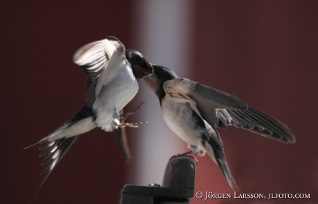 Ladusvala Hirundo rustica Småland