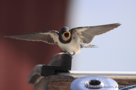 Ladusvala Hirundo rustica Småland