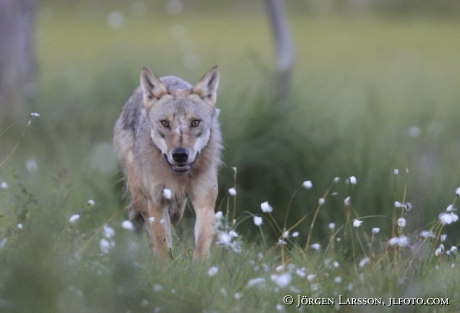 Wolf  canis lupus